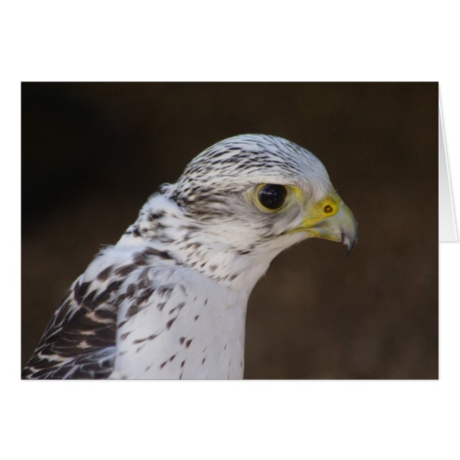 Falco rusticolus (Anverso (Horizontal))