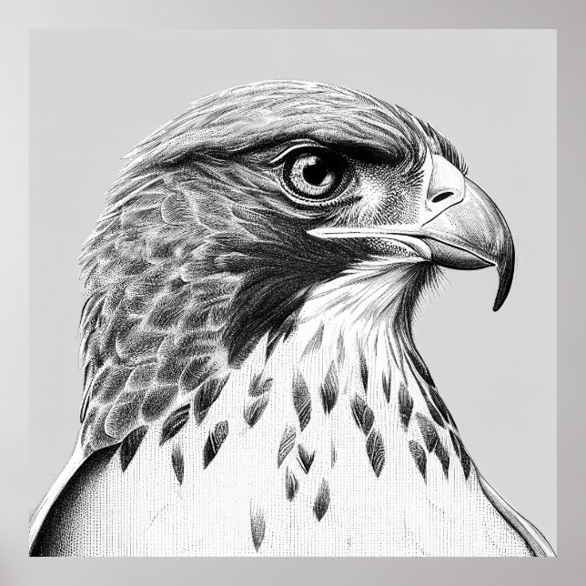 Falcon Bird Naturaleza salvaje Arte de Ilustracion (Frente)