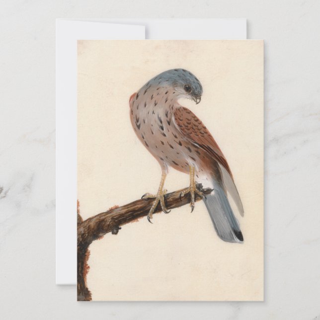 Falcon Hen Kestrel | William Lewin (Anverso)