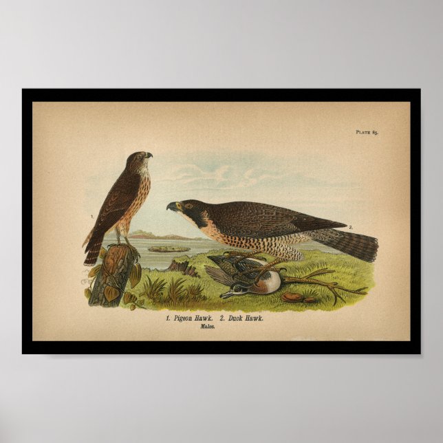 Falcon Peregrino de impresión de aves de 1890 (Frente)