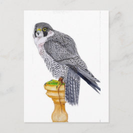 Falcon peregrino en postal de bloque