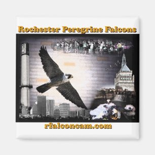 Falcons de peregrino de Rochester del imán