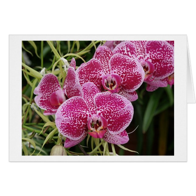 Falenopsis (Anverso (Horizontal))