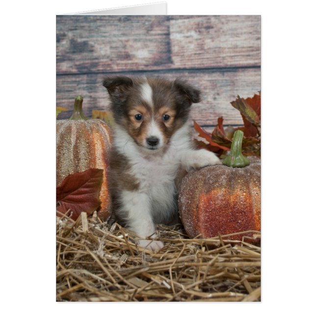 Fall Sheltie Puppy (Frente)