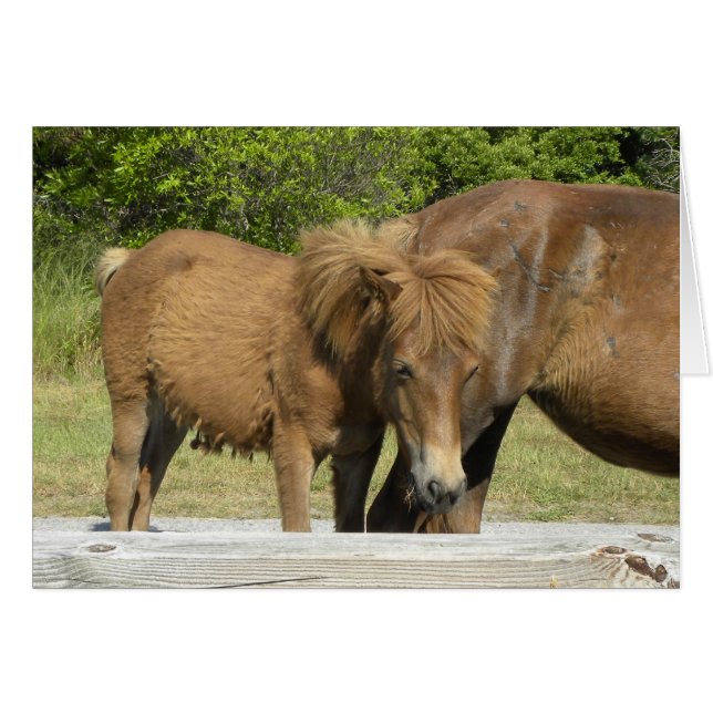 Falla de Assateague (Anverso (Horizontal))