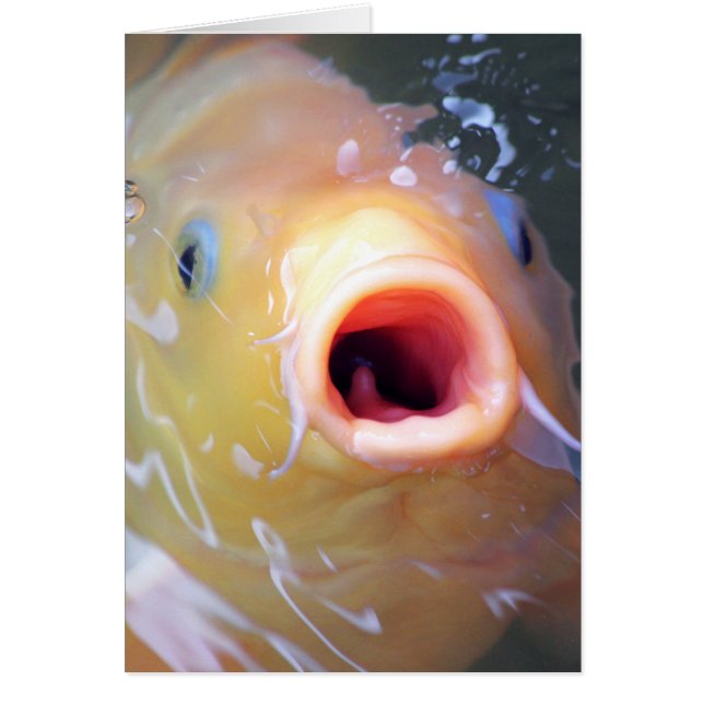 Falln Singing Ghost Koi (Frente)