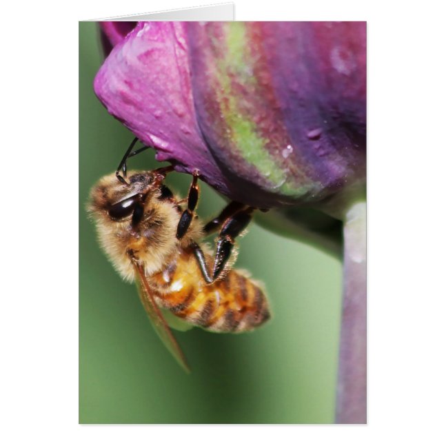 Faln Fuzzy Little Bee (Frente)