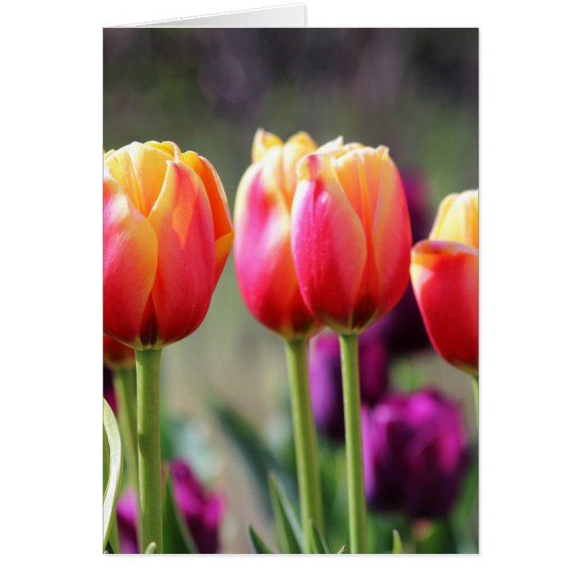 Faln Tulips Aflame (Frente)