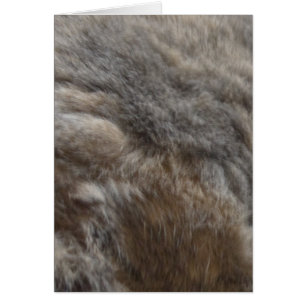 Falsa mirada de la piel del gato