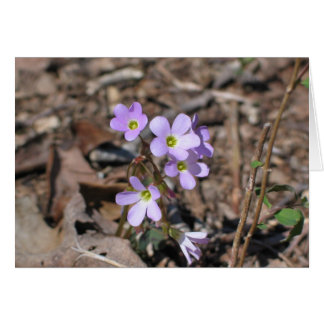 False Rue Anemone