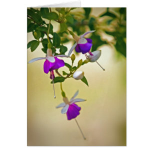 Falta De Foco-Fuchsia