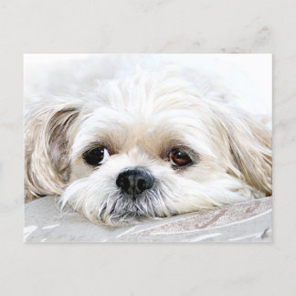 Falta de Shih Tzu usted postal