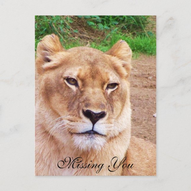 Falta la postal (Anverso)