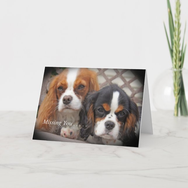 Falta la tarjeta Cavalier King Charles (Anverso)