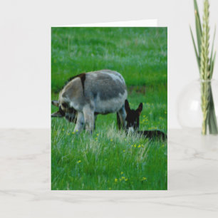 Falta la tarjeta de escena natural