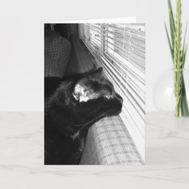 Falta la tarjeta de gato negra (Anverso)