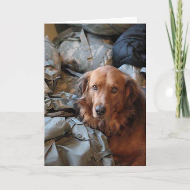 Falta la tarjeta de perro del ejército (Anverso)