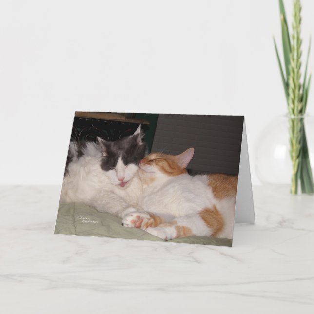 Falta la tarjeta de saludo de mis amigos gatos fav (Anverso)