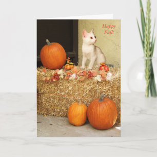 Faltándole gatito de Halloween y tarjeta de las