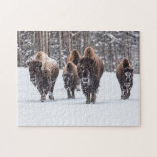 Familia Bison en el rompecabezas de la nieve