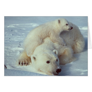 Familia blanca del oso polar