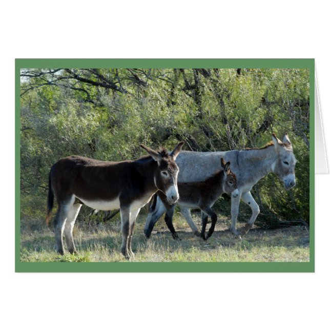 "Familia Burro" (Anverso (Horizontal))