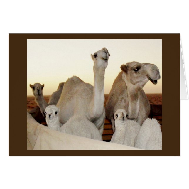 Familia Camel (Anverso (Horizontal))
