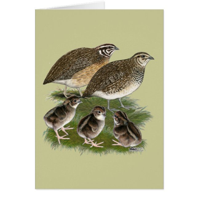 Familia Coturnix Quail (Frente)
