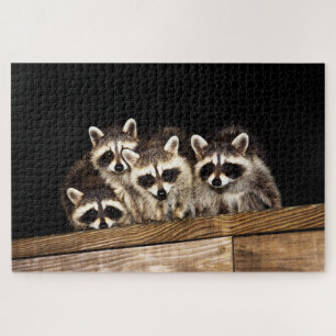 Familia Curiosa Raccoon, rompecabezas