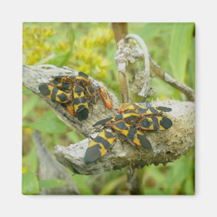 Familia de bugs de leche #1 imán