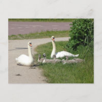 Familia de cisnes en ruta de ciclo - Postal DIY