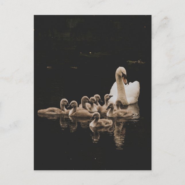 Familia de cisnes, postal (Anverso)