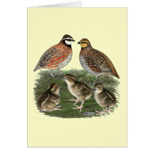Familia de codornices Bobwhite