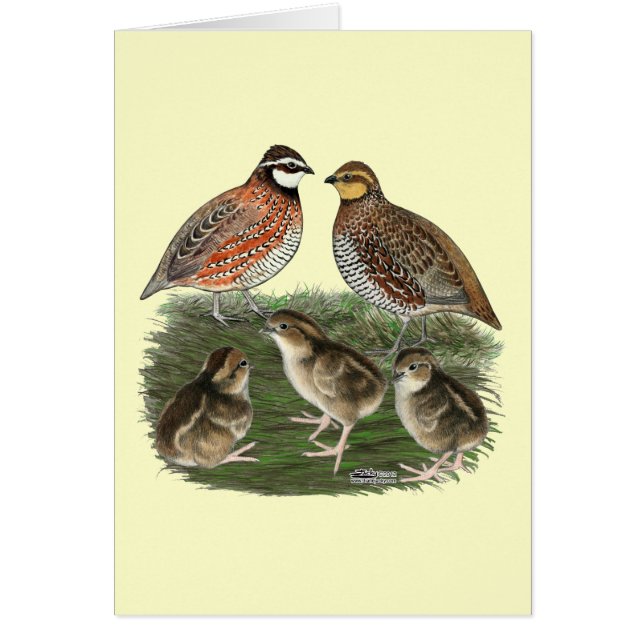 Familia de codornices Bobwhite (Frente)