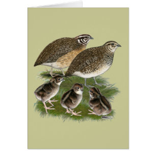 Familia de codornices Coturnix