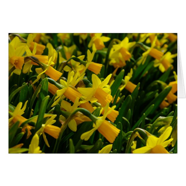 Familia De Daffodils (Anverso (Horizontal))