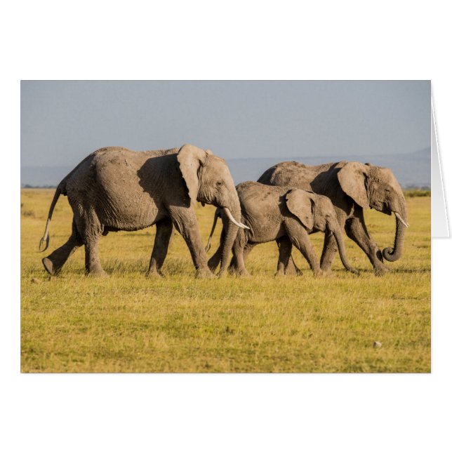 Familia de elefantes caminando (Anverso (Horizontal))
