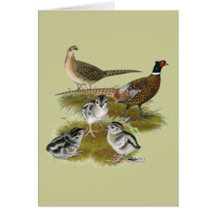 Familia de faisanes de collar
