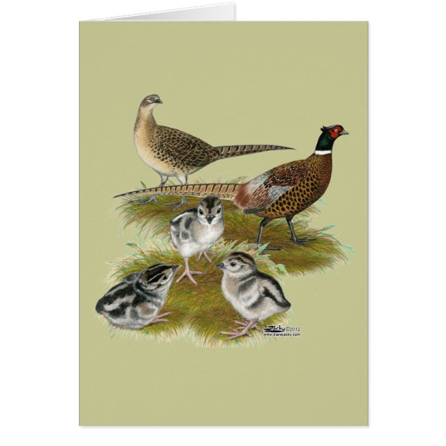 Familia de faisanes de collar (Frente)