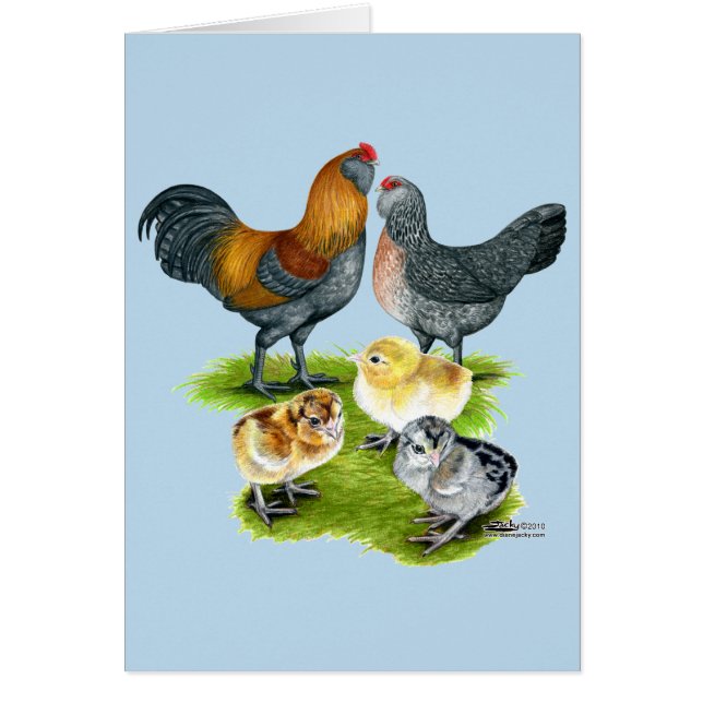 Familia de Gallinas Ameraucana (Frente)