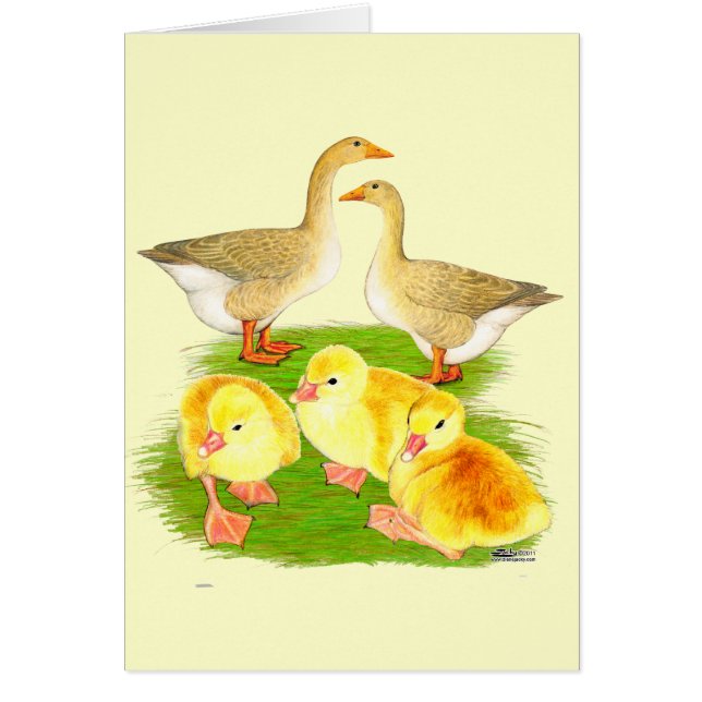 Familia de gansos búfalo (Frente)