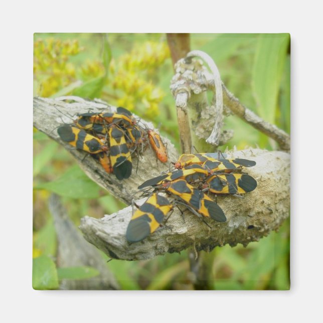 Familia de insectos de leche #1 imán (Frente)