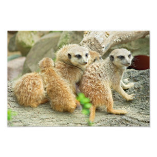 Familia de meerkats - Foto