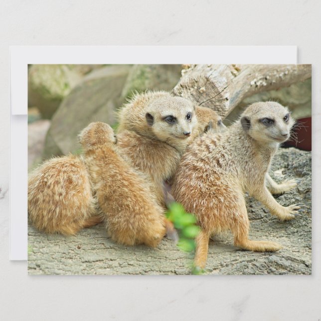 Familia de Meerkats - invitación (Anverso)