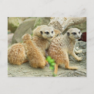 Familia de miembros - Postales