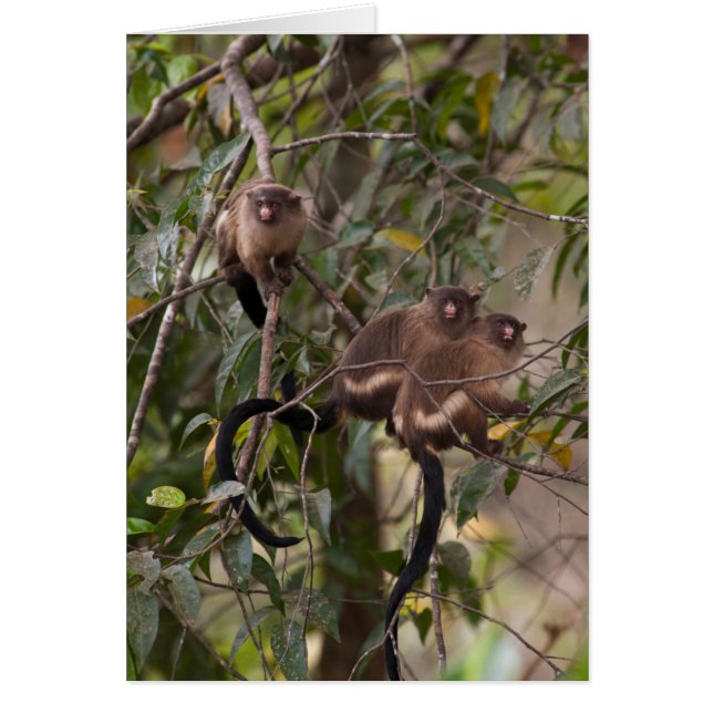 Familia de monos Marmoset (Frente)