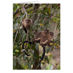 Familia de monos tití