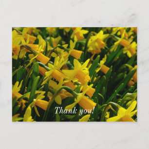Familia de Narcisos Tarjeta de agradecimiento