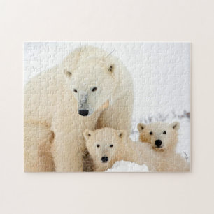 Familia de osos polares, rompecabezas