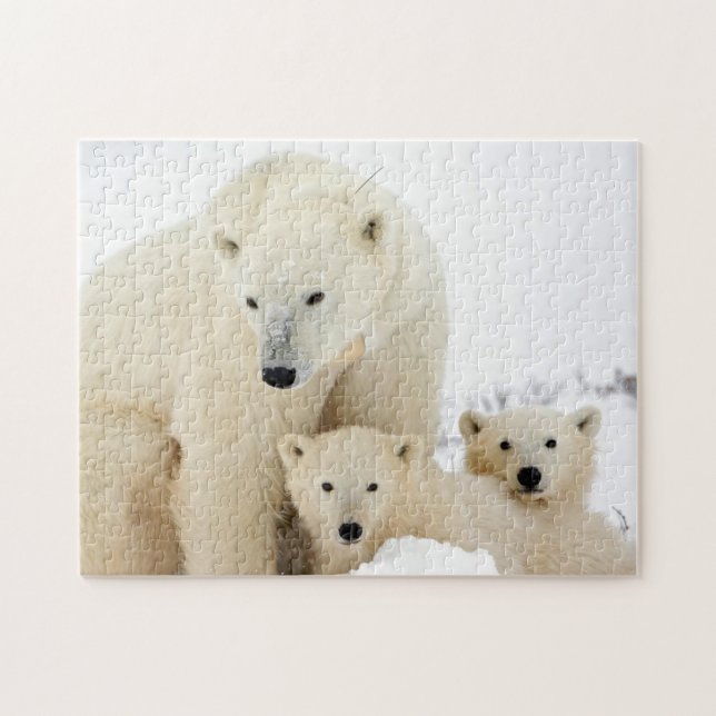 Familia de osos polares, rompecabezas (Horizontal)
